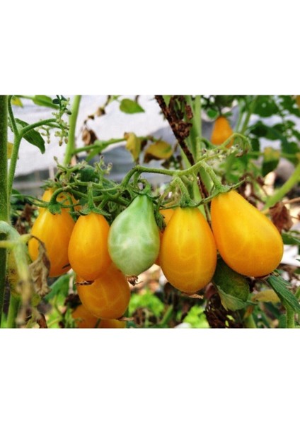 30 Adet Ildi Domates Tohumu