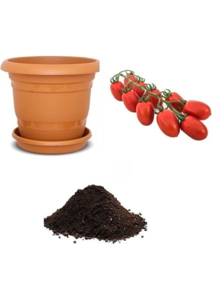 Bursa Domates Tohumu Ekim Seti