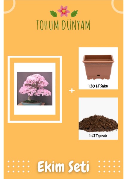 Bodur Cherry Blossom Bonsai Ağacı Tohumu Ekim Seti