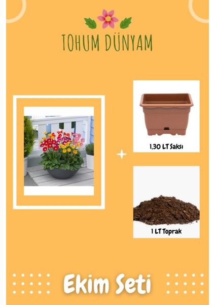 Nadir Karışık Gerbera Çiçeği Tohumu Ekim Seti