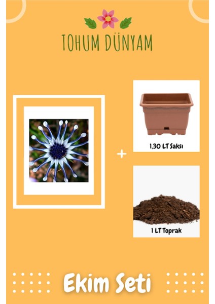 Nadir Ithal Dev Mavi Papatya Tohumu Ekim Seti