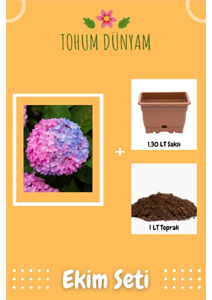 Çift Renkli Ortanca Çiçeği Tohumu Ekim Seti