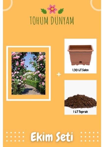 Katmerli Sarmaşık Gül Tohumu Ekim Seti