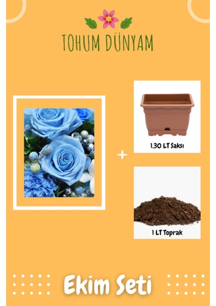Kokulu Bebe Mavisi Gül Tohumu Ekim Seti