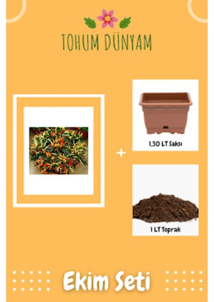 Acı Burbiye Süs Biberi Tohumu Ekim Seti