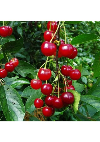 5 Adet Organik Montmorency Cherry (Kiraz) Ağacı Tohumu