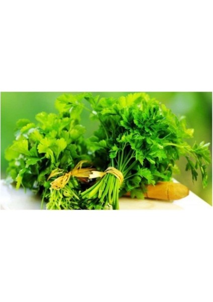 Agrobazaar Iri Yapraklı Maydanoz 1000+ Adet Tohum