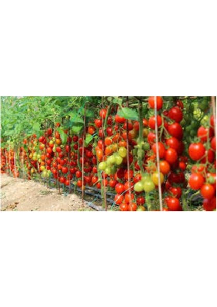 Sırık Domates Tohumu 25 Adet