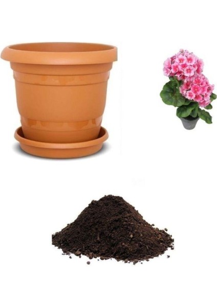 Pembe Kadeh Çiçeği Tohumu Ekim Seti