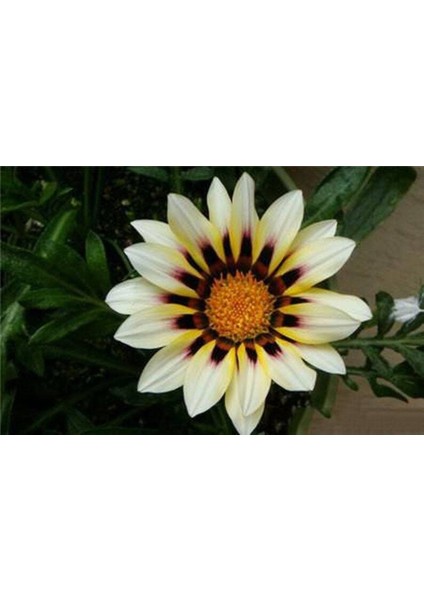 10 Adet White Gazania Tohumu