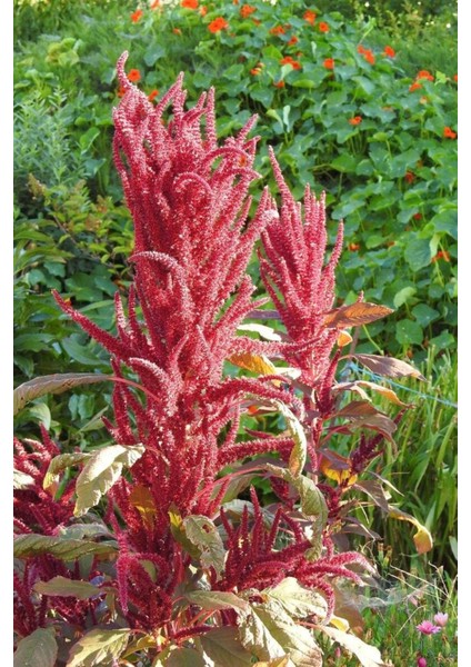 5 Adet Red Garnet Amaranth Wildflower Tohumu