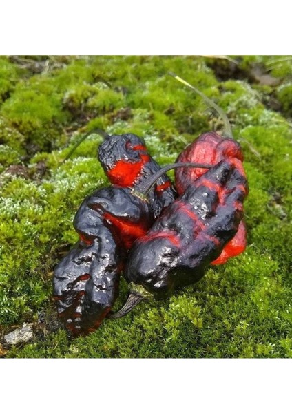 10 Adet Blushing Ghost Biber Tohumu