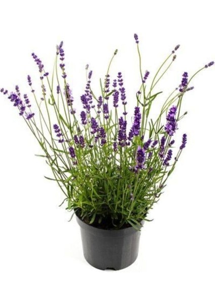 Nadir Ithal Mis Kokulu Ingiliz Lavanta Çiçeği Tohumu 40 Adet Lavanta Tohumu