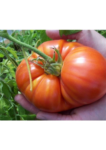20 Adet Beefsteak Domates Tohumu