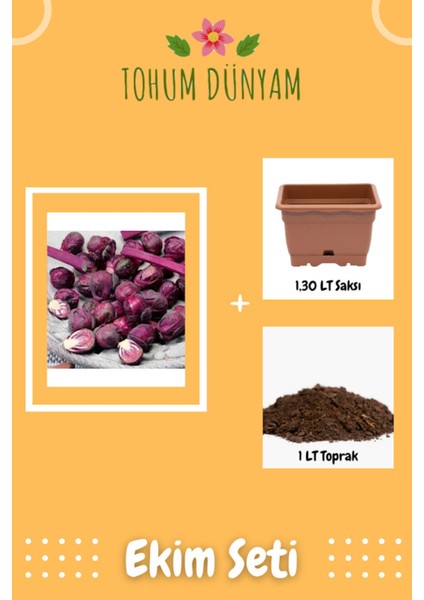 Yediveren Mor Brüksel Lahanası Tohumu Ekim Seti