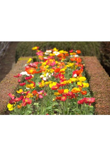 50 Adet Iceland Poppy Mıx Tohumu