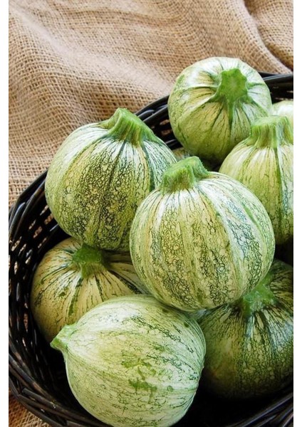 Beyaz Topak Kabak Tohumu / 10+ Adet Tohum