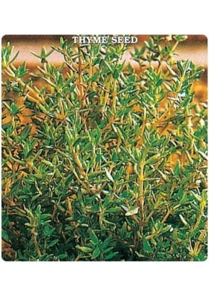 Mis Kokulu Kekik Tohumu 20+ Tohum