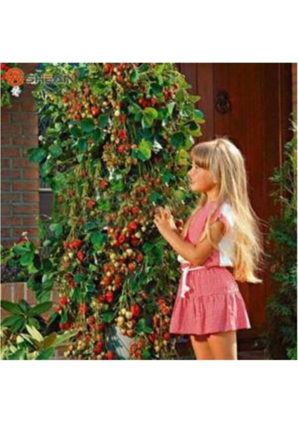 Ithal Alman Çilek Ağacı Tohumu 20 Adet Tohum