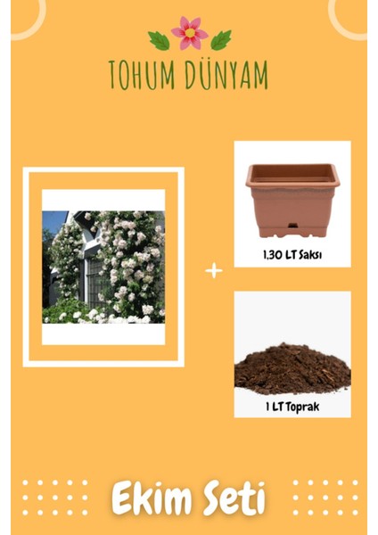 Beyaz Sarmaşık Gül Tohumu Ekim Seti