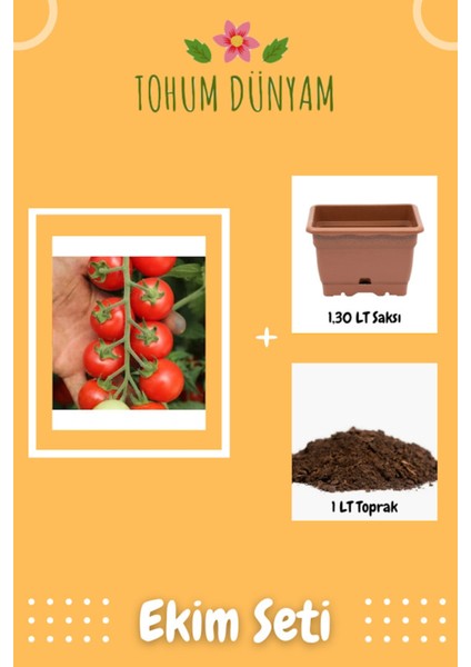 Bombelo Çeri Domates Tohumu Ekim Seti