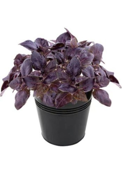 Mis Kokulu Mor Reyhan Tohumu Ekim Seti 100 Tohum Fesleğen Saksı Toprak Kombin