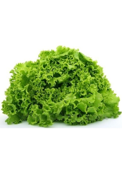 Erkenci Kıvırcık 2000 + Adet Tohum