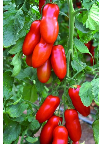 San Marzano Domates Tohumu / 10+ Adet Tohum