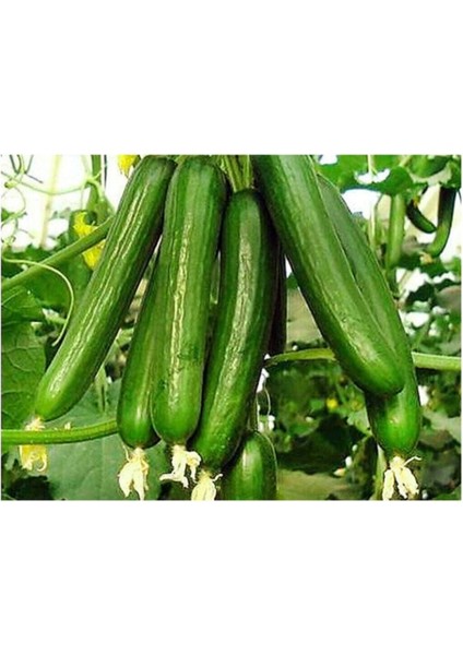 500 Adet Çengelköy Hıyar Salatalık Tohumu