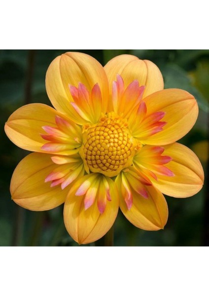 Mıgnon Yıldız Dahlıa Çiçek Tohumu 10 15 Adet Sarı Pembe