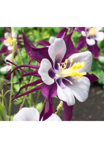 10 Adet Mor Renkli Haseki Küpesi Çiçek Tohumu