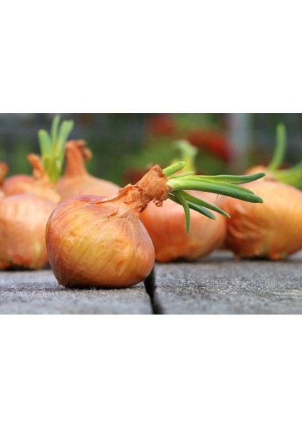 100 Adet Organic Vidalia Sweet Soğan Tohumu