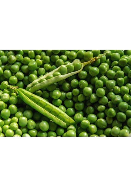 10 Adet Pea (Bezelye) Tohumu