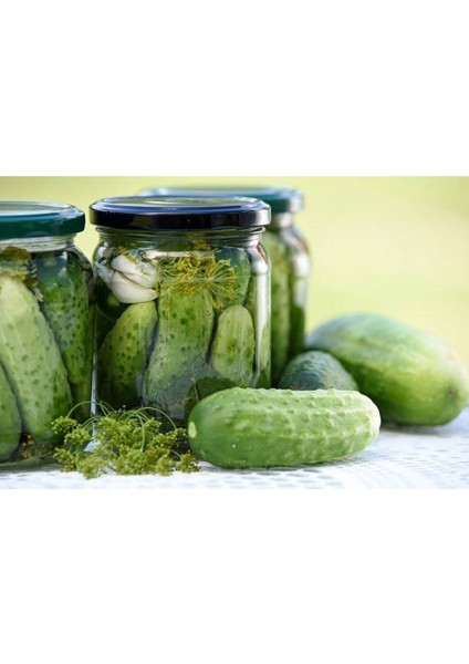 20 Adet National Pickling Cucumber Tohumu