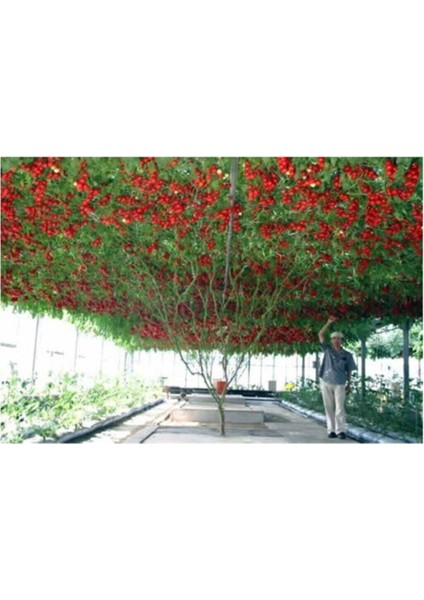 Nadir Ithal Italyan Domates Ağacı Tohumu 10 Adet Domates Tohumu