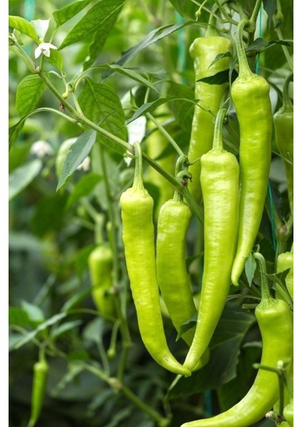 Yerli Tatlı Çarliston Biber Tohumu / 20+ Adet Tohum