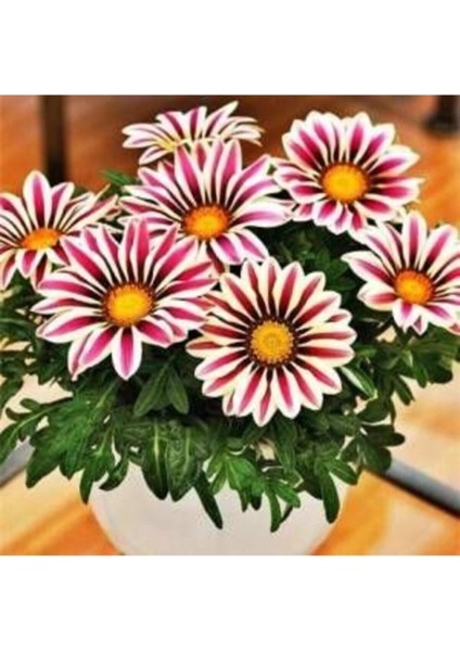 Şeritli Gazanya Çiçek Tohumu 10 15 Adet