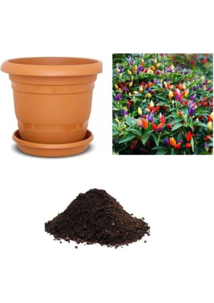 Yediveren Acı Kıbrıs Biberi Tohumu Ekim Seti