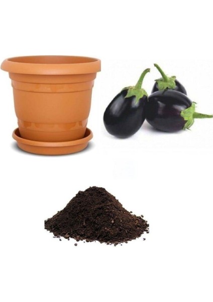 Iri Topan Dolmalık Patlıcan Tohumu Ekim Seti