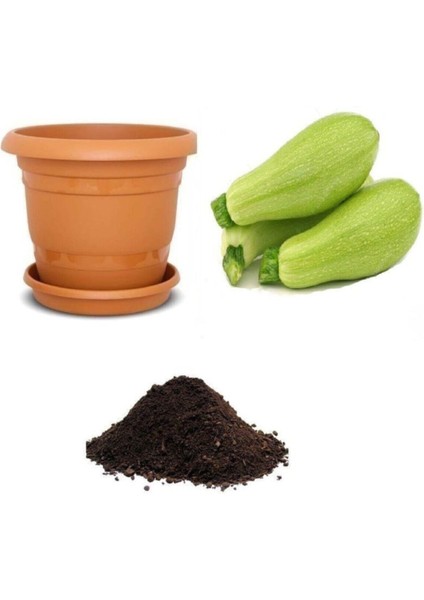 Dolmalık Kabak Tohumu Ekim Seti