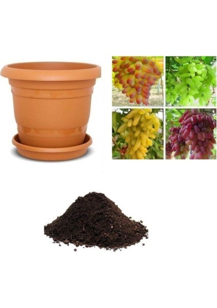 4 Farklı Üzüm Tohumu Ekim Seti