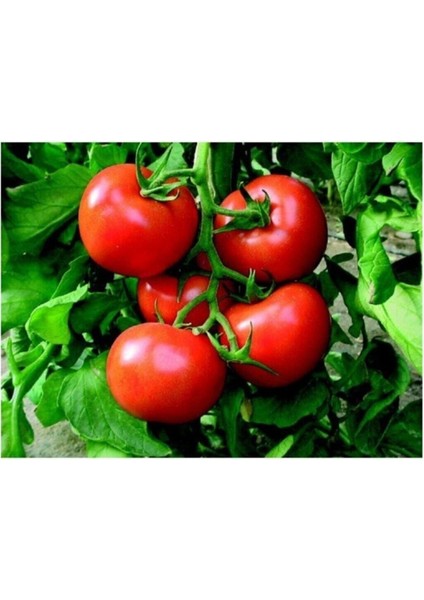 Agrobazaar Tarla Domatesi Tohumu 50+ Adet Tohum