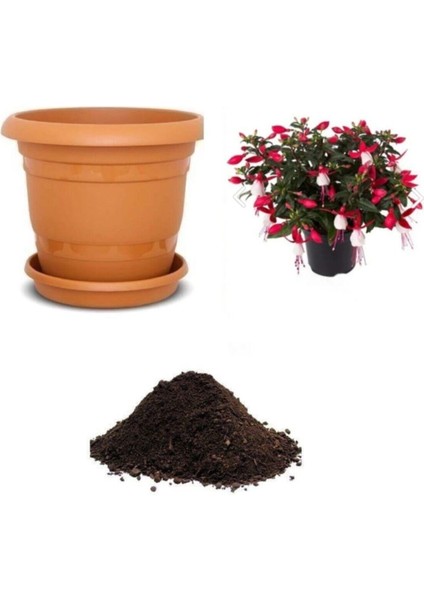 Karışık Küpeli Çiçeği Tohumu Ekim Seti