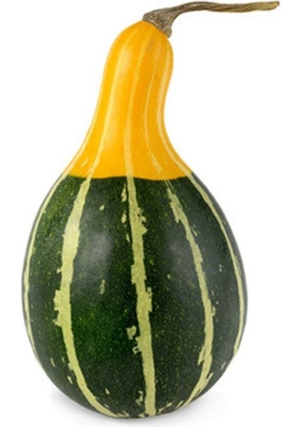 Sarı Yeşil Kabak Tohumu 5 Adet Tohum Süs Kabağı