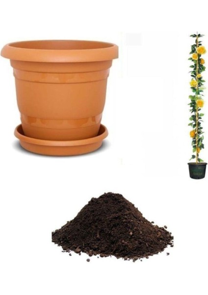 Ithal Sırık Sarı Gül Tohumu Ekim Seti