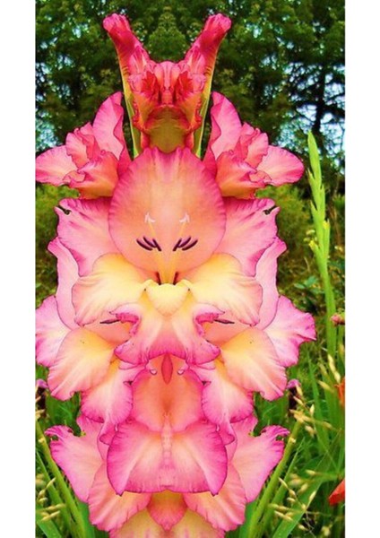 10 Adet Katlı Pembe Orkide Çiçek Tohumu