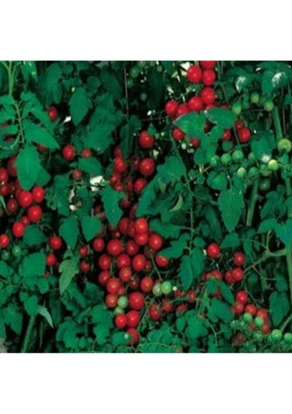 10 Adet Sweetie Domates Tohumu