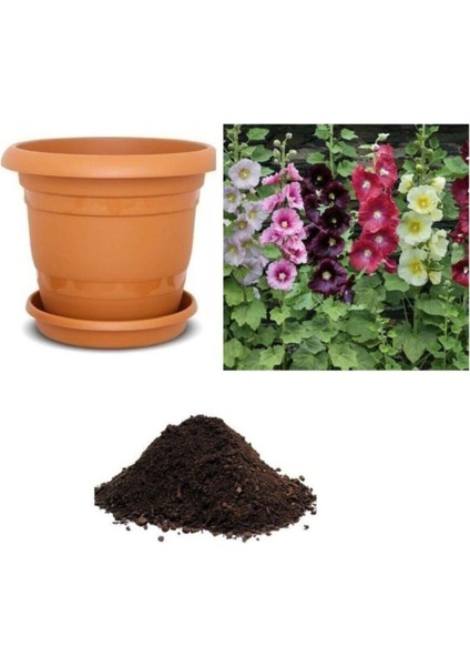 4 Farklı Renk Hatmi Çiçeği Tohumu Ekim Seti