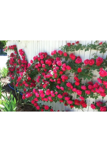 10 Kırmızı Sarmaşık Gül Tohumu