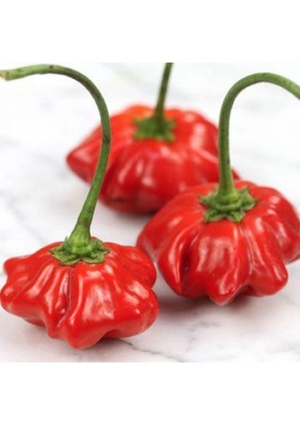 Nadir Ithal Kırmızı Gül Biberi Tohumu Ekim Seti 5 Tohum Biber Tohumu Saksı Toprak Kombin